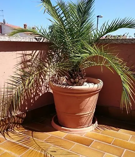 Licul