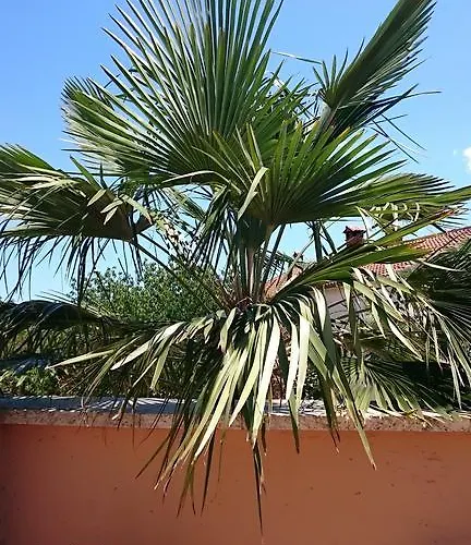 Licul