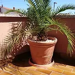 Licul